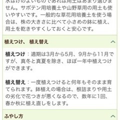 <取引成立❣️>マツバギクの苗？の画像