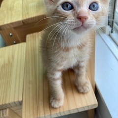 １ヶ月半の男の子♪