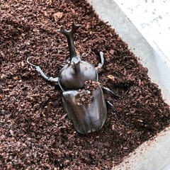 【昆友】カブクワが好きな人と繋がりたい！