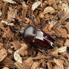 【昆友】カブクワが好きな人と繋がりたい！ - 秋田市