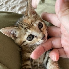 キジトラちゃん♪