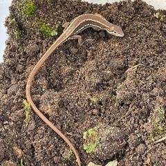 カナヘビ