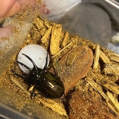 国産カブトムシ、外国産クワガタ　生体販売の画像