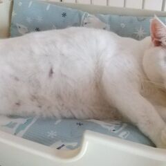 へそ天が得意な白猫　ホワイティ　 - 猫