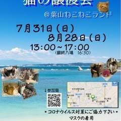 可愛い猫たち勢揃い！保護猫譲渡会！