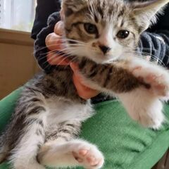 里親様、3頭決定致させて頂きました。ありがとうございます。感謝申...