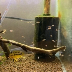 Ap. ペドゥンクラータ（リオカウラ）WILDのF1稚魚10匹_2の画像