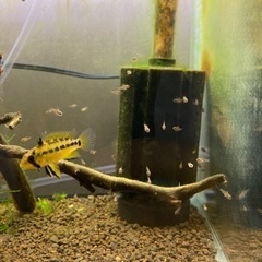 Ap. ペドゥンクラータ（リオカウラ）WILDのF1稚魚10匹_2の画像