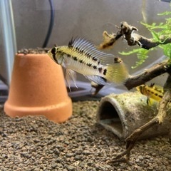 Ap. ペドゥンクラータ（リオカウラ）WILDのF1稚魚10匹_2の画像