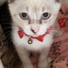 仔猫の里親様募集中です！
