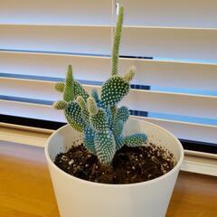 サボテン 観葉植物