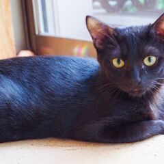 ３ヶ月の黒猫の女の子