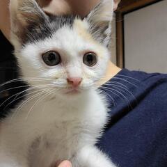 三毛猫のりん(仮名)