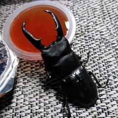 天然ヒラタクワガタ1匹 山口市阿東産