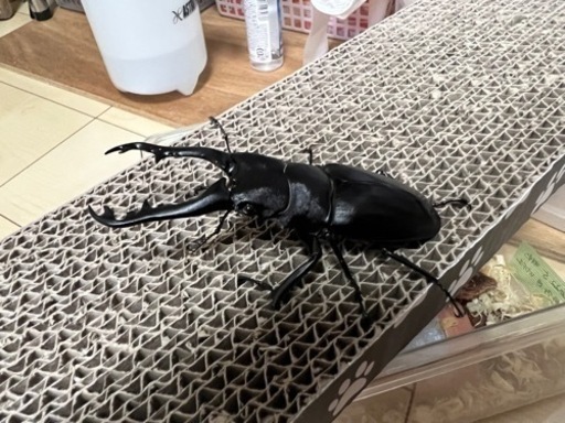 クワガタ