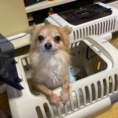 チワワ3歳の女の子