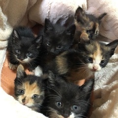 お優しいお気持ち受け取りましたm(_ _)mありがとうございました！