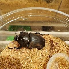カブトムシ　オス　メス　たくさんの画像