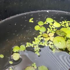 白メダカ　稚魚30匹　バケツ込み