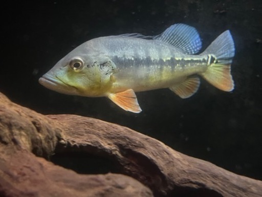 キクラ　インターメディア