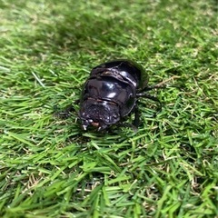 タランドゥスオオツヤクワガタ　メス単の画像