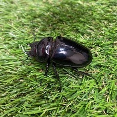 タランドゥスオオツヤクワガタ　メス単の画像