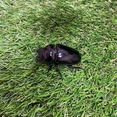 タランドゥスオオツヤクワガタ　メス単の画像