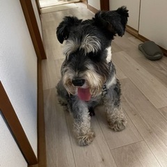 ミニチュアシュナウザー2頭里親募集 - 犬