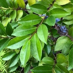 ＊決定＊ ★ 大岡山 ★ 苗 ★ サカキの木 ★  鉢付・榊の画像