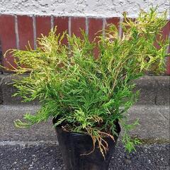 ゴールデンモップ(コニファー)鉢込約30cm