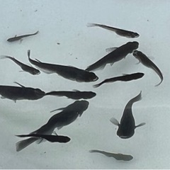 メダカ　（オロチ）の画像