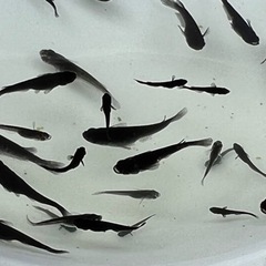 メダカ　（オロチ）の画像