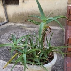 アロエの苗