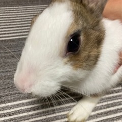 里親様 決まりました！