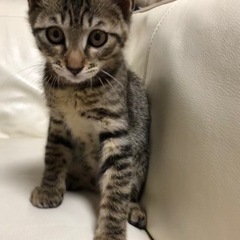 遊ぶのが大好きな美男なキジトラちゃんを家族の一員として迎えてください。