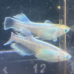 MDRロングフィン　メダカ雄2雌3