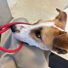 大人しくて賢い2歳の雑種犬🐕