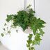 ランキングキーワードに紐づく投稿画像-観葉植物