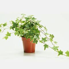 アイビーの抜き苗（20本）の画像
