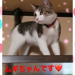 里親さん決定❤️可愛いムギちゃん❤️