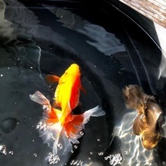 土佐金　稚魚2.5〜3センチ3匹500円の画像