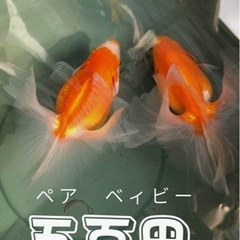 土佐金　稚魚2.5〜3センチ3匹500円の画像