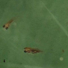 土佐金　稚魚2.5〜3センチ3匹500円の画像