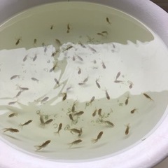 土佐金　稚魚2.5〜3センチ3匹500円の画像