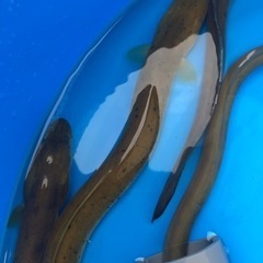 ニホンウナギ生体です。