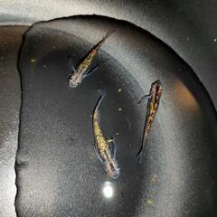 忘却の翼 成魚