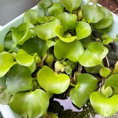 水草ホテイ草　メダカ　金魚