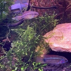 アピストグラマ　エレムノピゲ　ペア売ります