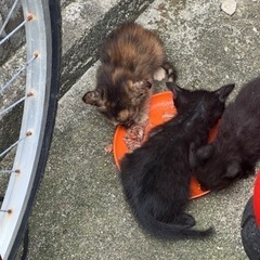 6月20日産まれの子猫3匹 - 田辺市