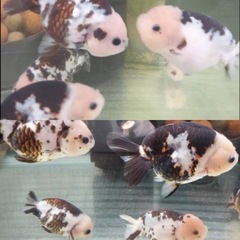 かわいい更紗！【　　らんちゅう（2018年生まれ）　４匹セット　】　　8～9㎝前後　　●　③　　動画 福岡県のらんちゅうの中古が安い！激安で譲ります・無料であげます